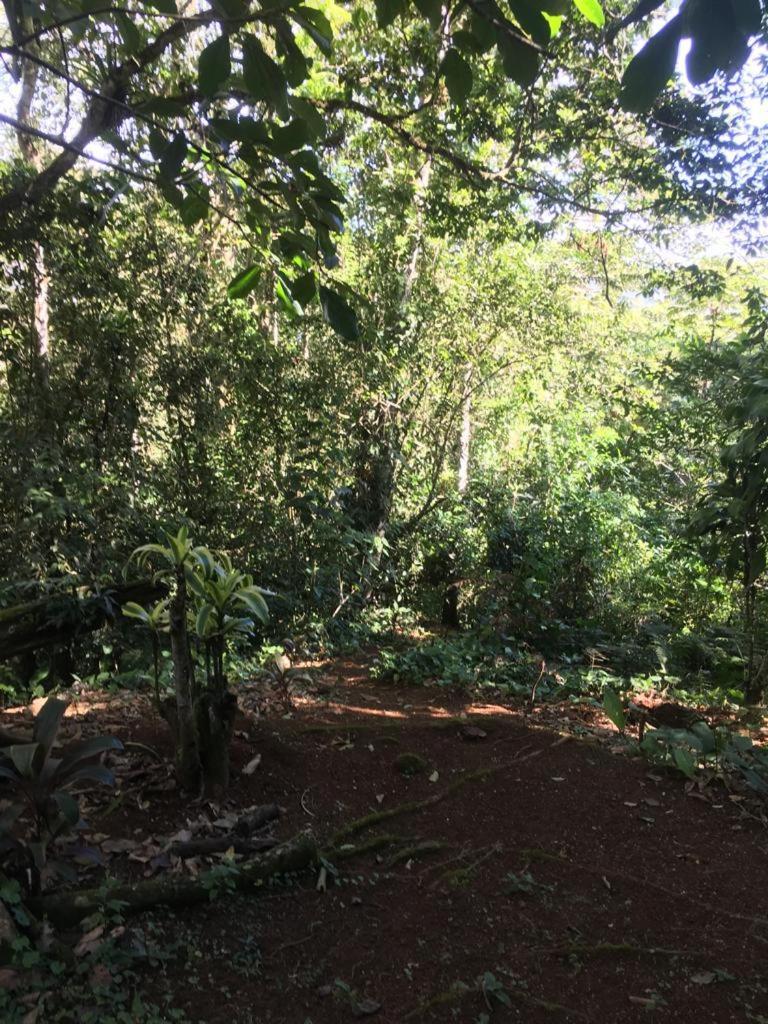 Green Mountain And Lodge Turrialba Exteriér fotografie